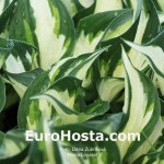 Hosta Loyalist - Eurohosta