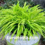 Hosta Party Streamers