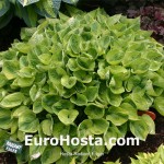 Hosta Radiant Edger - Eurohosta