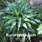 Hosta String Quartet