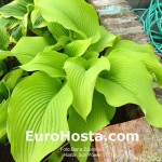 Hosta Sun Power - Eurohosta