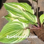 Hosta Valley’s Suspicious Mind