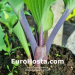 hosta Symphony in Blue 