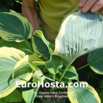 Hosta Valley's Bluegrass | Eurohosta  