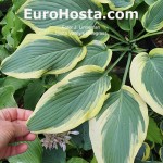 Hosta Valley's Bluegrass | Eurohosta  