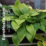 Hosta Valley’s Glossy Veins