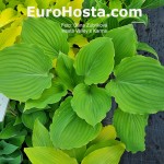 Hosta Valley‘s Karma