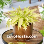 Hosta Wiggles and Squiggles