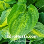 Hosta William Lachman