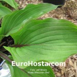 hosta Wisconsin Red
