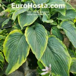 Hosta Wu-La-La