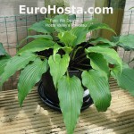 Hosta Valley's Tonkatsu