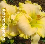 Hemerocallis J.T. Davis