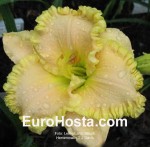 Hemerocallis J.T. Davis