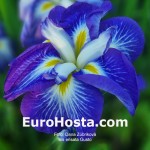 Iris ensata Gusto