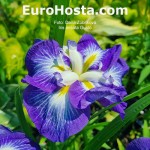 Iris ensata Gusto