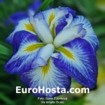 Iris ensata Gusto