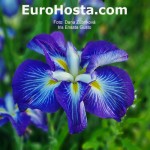 Iris ensata Gusto