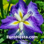 Iris ensata Gusto