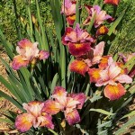 iris Peacock Butterfly Paprikash