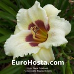 Hemerocallis Stippled Charm
