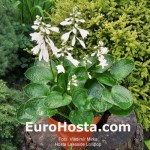 Hosta Lakeside Lollipop - Eurohosta