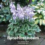 Hosta Snowy Lake