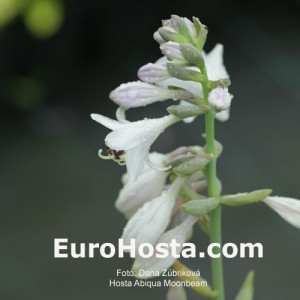 Hosta Abiqua Moonbeam - Eurohosta