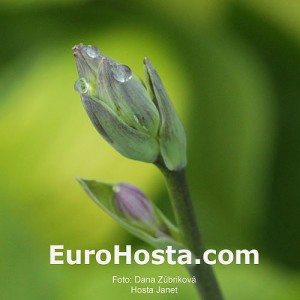 Hosta Janet - Eurohosta