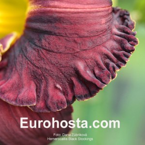 Hemerocallis Black Stockings - Eurohosta