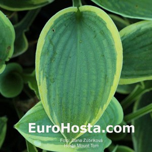 Hosta Mount Tom - Eurohosta