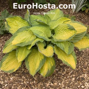 Hosta Captain Kirk - Eurohosta