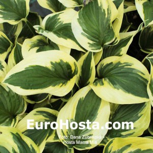 Hosta Piedmont Gold - Eurohosta