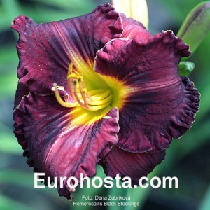 Hemerocallis Black Stockings - Eurohosta
