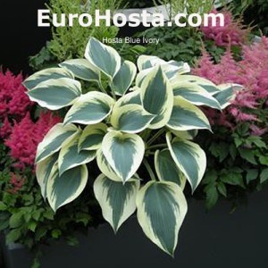 Hosta Blue Ivory