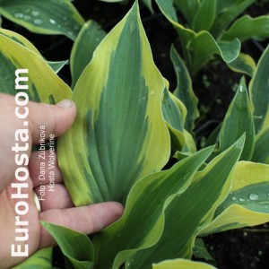 Hosta Wolverine - Eurohosta