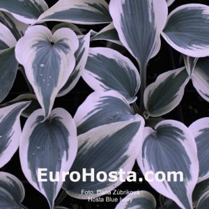 Hosta Blue Ivory