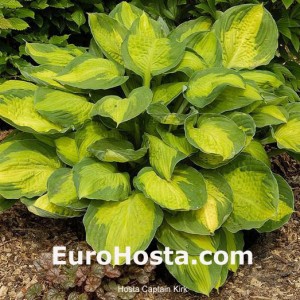 Hosta Captain Kirk - Eurohosta