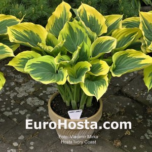 Hosta Ivory Coast - Eurohosta