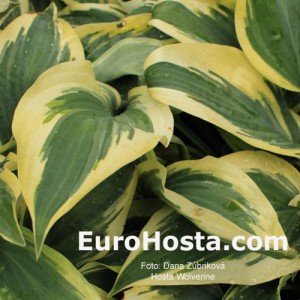 Hosta Wolverine - Eurohosta