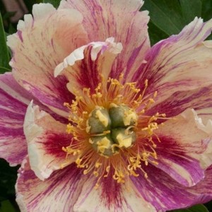 Pivónia (Itoh) Anderson’s Kaleidoscope