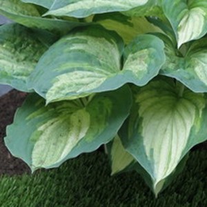 Hosta Ghost Spirit - Eurohosta