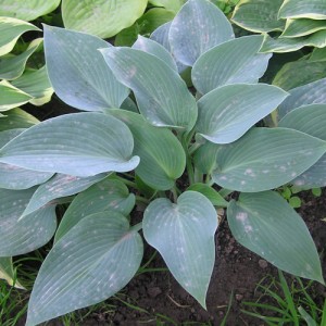 Hosta Brother Ronald - Eurohosta