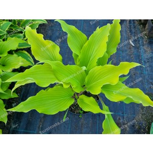 Hosta Green Lava