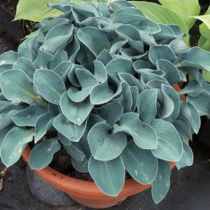 bonsai hosta