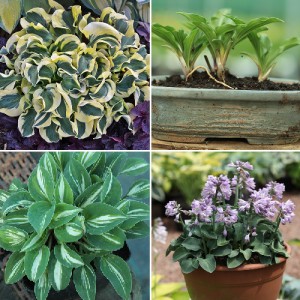 bonsai hosta