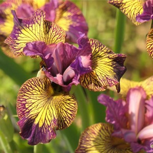 iris Juniper Leigh