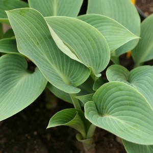 Hosta Brother Ronald - Eurohosta