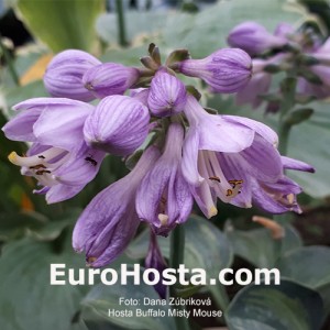 Hosta FBuffalo Misty Mouse