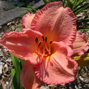 Hemerocallis Dancing Shiva